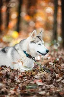 Sunny, a female Siberian Husky for sale in Hohenwald, TN – 4 of 9