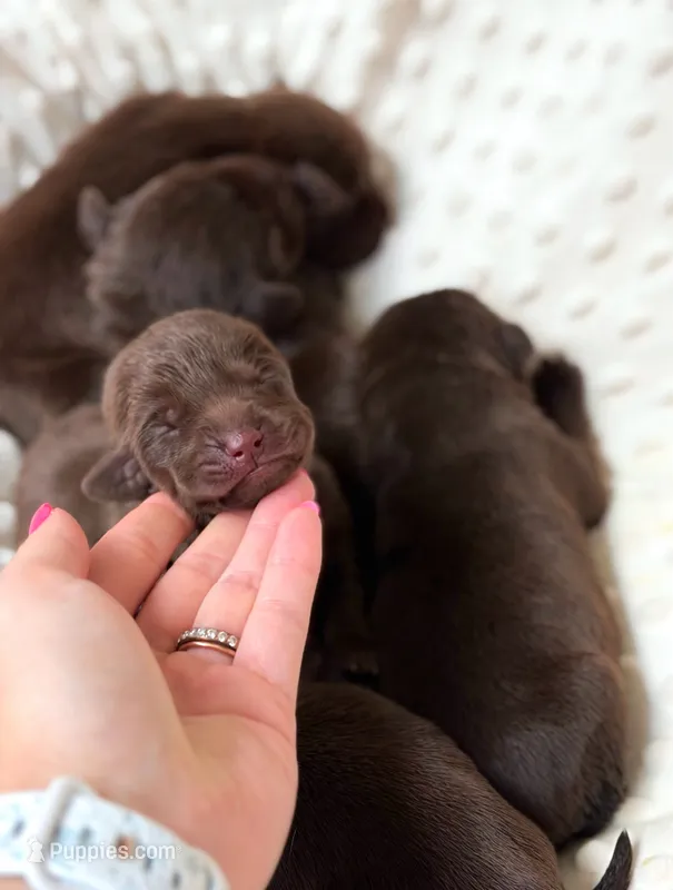 AKC Chocolate Labrador Female – Labrador Retriever puppy for sale in Hohenwald, TN
