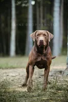 AKC Black Labrador Male, a male Labrador Retriever for sale in Hohenwald, TN – 3 of 4