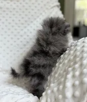 Merle Pomeranian Puppy, a female Pomeranian for sale in Hohenwald, TN – 5 of 5