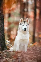 Sunny, a female Siberian Husky for sale in Hohenwald, TN – 1 of 9