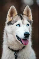Sunny, a female Siberian Husky for sale in Hohenwald, TN – 7 of 9