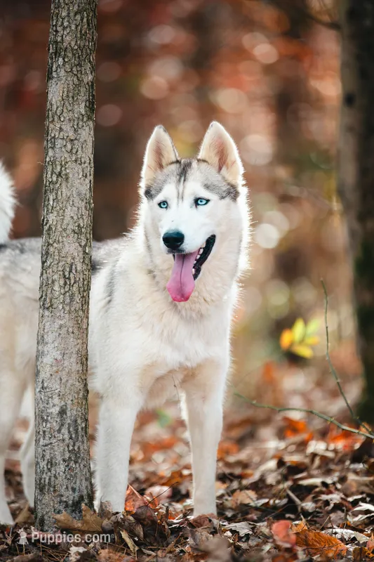 Sunny – Siberian Husky puppy for sale in Hohenwald, TN