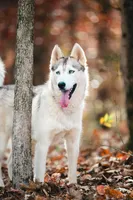Sunny, a female Siberian Husky for sale in Hohenwald, TN – 2 of 9