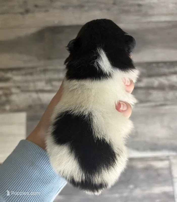 Pomeranian Puppy – Pomeranian puppy for sale in Hohenwald, TN