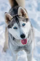 Sunny, a female Siberian Husky for sale in Hohenwald, TN – 9 of 9