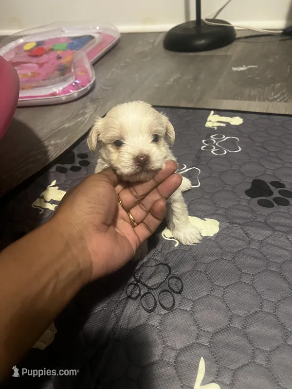 Prince – Bichon Frise puppy for sale in Macon, GA