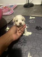Prince, a male Bichon Frise for sale in Macon, GA – 1 of 1