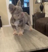 Tom Tom , a male French Bulldog for sale in Houston, TX – Photo 4 of 10