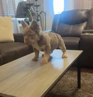 Tom Tom , a male French Bulldog for sale in Houston, TX – Photo 2 of 10