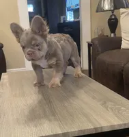 Tom Tom , a male French Bulldog for sale in Houston, TX – Photo 10 of 10