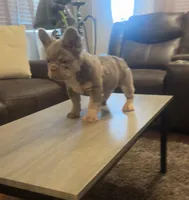 Tom Tom , a male French Bulldog for sale in Houston, TX – Photo 5 of 10