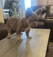 Tom Tom , a male French Bulldog for sale in Houston, TX – Photo 7 of 10