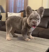 Tom Tom , a male French Bulldog for sale in Houston, TX – Photo 9 of 10