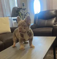 Tom Tom , a male French Bulldog for sale in Houston, TX – Photo 8 of 10