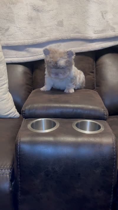 Autumn, a female French Bulldog for sale in Houston, TX – 1 of 2