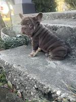 Ted, a male French Bulldog for sale in Houston, TX – Photo 3 of 3