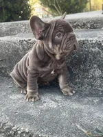 Ted, a male French Bulldog for sale in Houston, TX – Photo 2 of 3