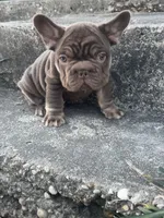 Ted, a male French Bulldog for sale in Houston, TX – Photo 1 of 3