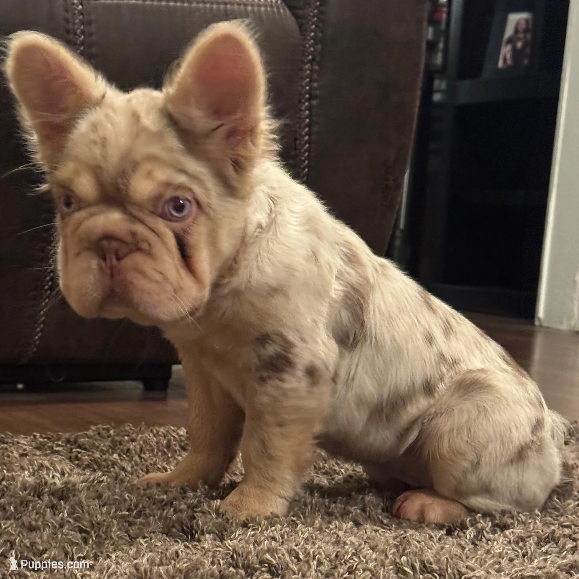 Miracle , a female French Bulldog for sale in Houston, TX – Photo 1 of 3