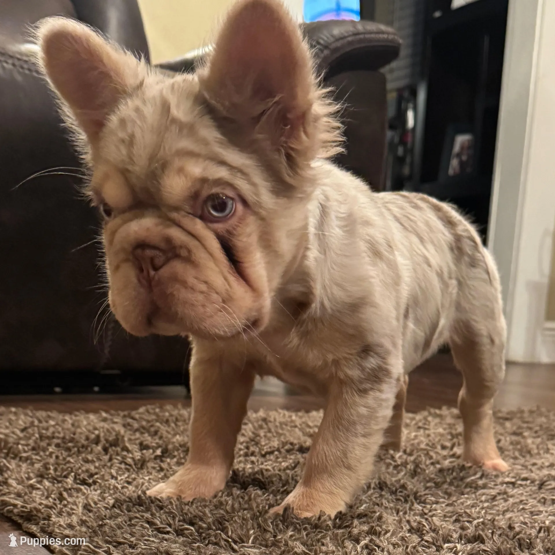 Miracle , a female French Bulldog for sale in Houston, TX – Photo 2 of 3