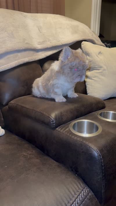 Autumn, a female French Bulldog for sale in Houston, TX – 2 of 2