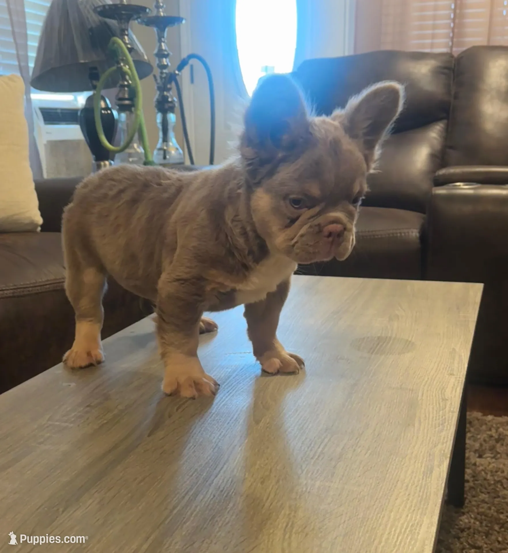 Tom Tom  – French Bulldog puppy for sale in Houston, TX