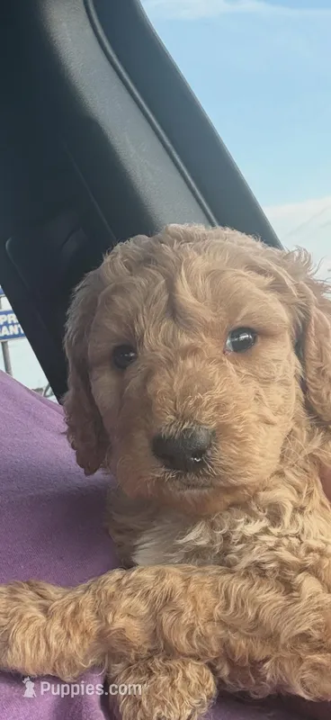 Zoro – Goldendoodle puppy for sale in West Memphis, AR