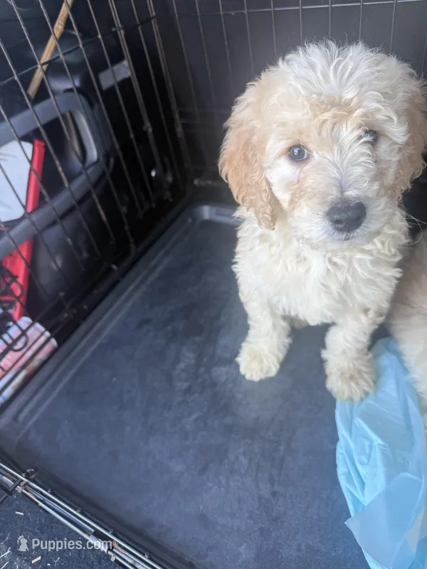 Teddy – Goldendoodle puppy for sale in West Memphis, AR