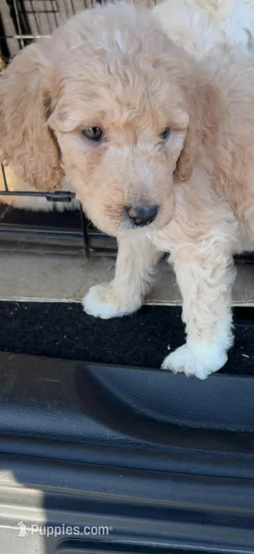 Milk man – Goldendoodle puppy for sale in West Memphis, AR