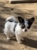 Dante , a male Chihuahua for sale in Pico Rivera, CA – Photo 2 of 3