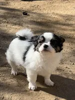 Dante , a male Chihuahua for sale in Pico Rivera, CA – Photo 1 of 3