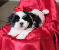 Stunning Black/White Shih Tzu Male - CKC - Ready, a male Shih Tzu for sale in Lewisburg, TN – 8 of 10
