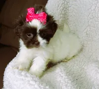 White and Dark Chocolate Female - CKC Reg - Shih Tzu, a female Shih Tzu for sale in Lewisburg, TN – 5 of 5