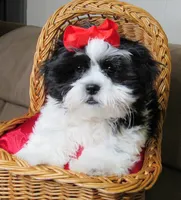 Black/White Shih Tzu Pup - Male - CKC - SMART - Knows Tricks, a male Shih Tzu for sale in Lewisburg, TN – 4 of 10