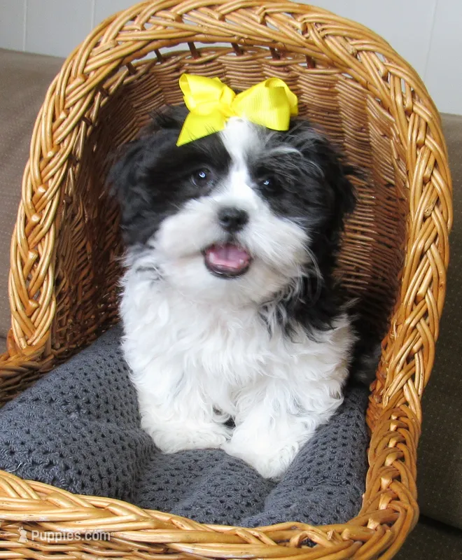 Gorgeous Black/White Shih Tzu Male - CKC - Ready – Shih Tzu puppy for sale in Lewisburg, TN