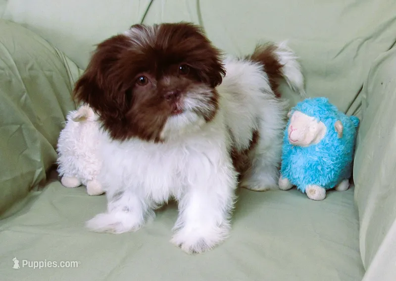 Stunning Dark Auburn and White Female - CKC Reg - Shih Tzu – Shih Tzu puppy for sale in Lewisburg, TN