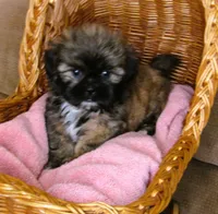 (PENDING) Brindle Beauty Female - CKC Reg - Shih Tzu, a female Shih Tzu for sale in Lewisburg, TN – 8 of 8
