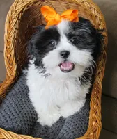 Black/White Shih Tzu Pup - Male - CKC - SMART - Knows Tricks, a male Shih Tzu for sale in Lewisburg, TN – 8 of 10