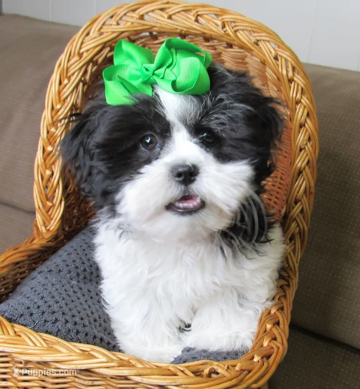 Black/White Shih Tzu Pup - Male - CKC - SMART - Knows Tricks – Shih Tzu puppy for sale in Lewisburg, TN