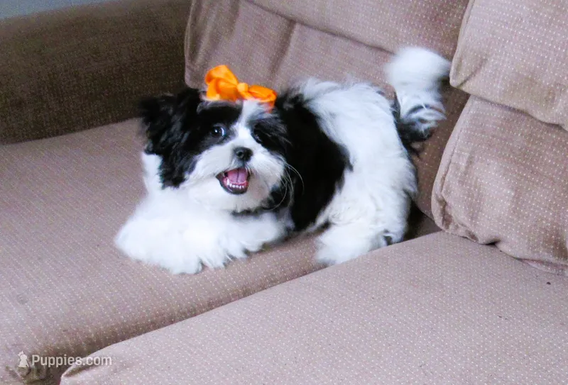 Black/White Shih Tzu Pup - Male - CKC - SMART - Knows Tricks – Shih Tzu puppy for sale in Lewisburg, TN