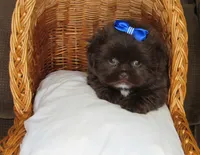 (PENDING) Dark Auburn Male w/White Chest - CKC Reg - Shih Tzu, a male Shih Tzu for sale in Lewisburg, TN – 5 of 10