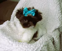 Dark Chocolate and White Female - CKC Reg - Shih Tzu, a female Shih Tzu for sale in Lewisburg, TN – 5 of 5