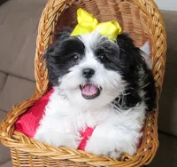 Black/White Shih Tzu Pup - Male - CKC - SMART - Knows Tricks, a male Shih Tzu for sale in Lewisburg, TN – 2 of 10