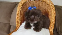 (PENDING) Dark Auburn Male w/White Chest - CKC Reg - Shih Tzu, a male Shih Tzu for sale in Lewisburg, TN – 8 of 10