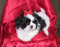 Stunning Black/White Shih Tzu Male - CKC - Ready, a male Shih Tzu for sale in Lewisburg, TN – 4 of 10