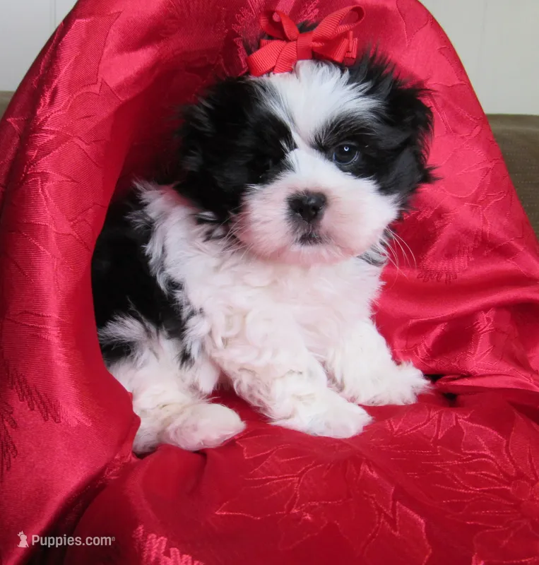 Stunning Black/White Shih Tzu Male - CKC - Ready – Shih Tzu puppy for sale in Lewisburg, TN