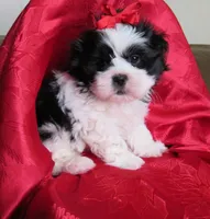 Stunning Black/White Shih Tzu Male - CKC - Ready, a male Shih Tzu for sale in Lewisburg, TN – 2 of 10