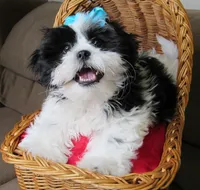 Black/White Shih Tzu Pup - Male - CKC - SMART - Knows Tricks, a male Shih Tzu for sale in Lewisburg, TN – 6 of 10