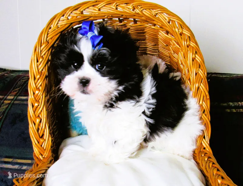 Stunning Black/White Shih Tzu Male - CKC - Ready – Shih Tzu puppy for sale in Lewisburg, TN